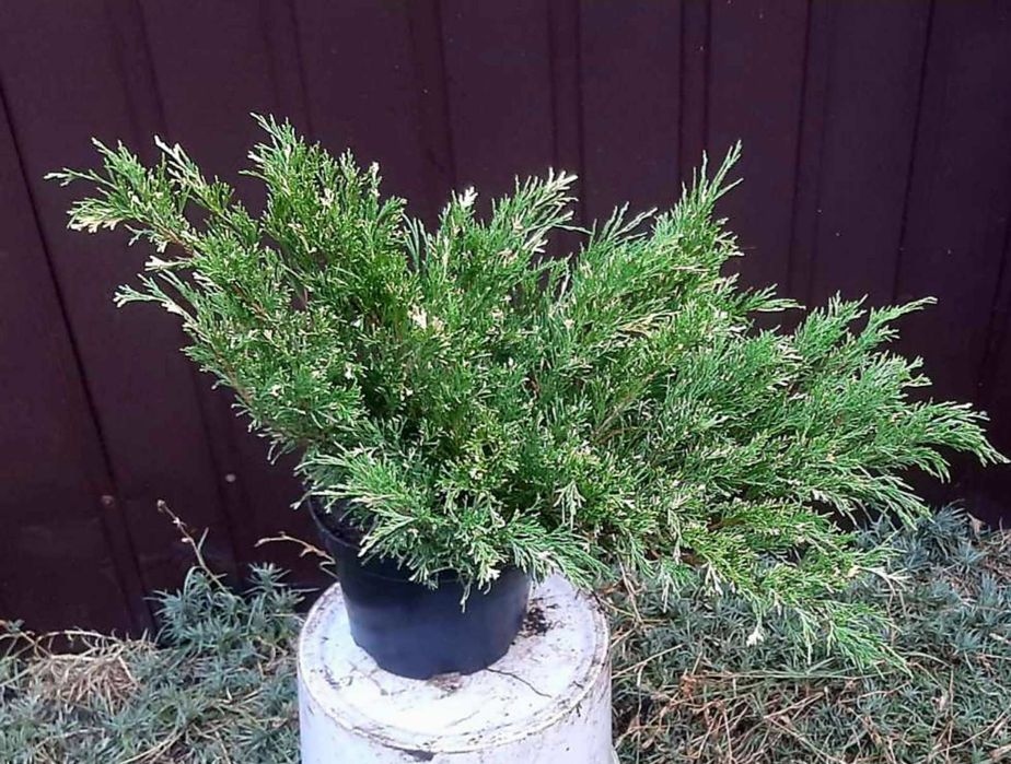 Смарагд Даника Ауреа Нана Блю Эрроу Самшит Глобоза Можжевель Вариегата