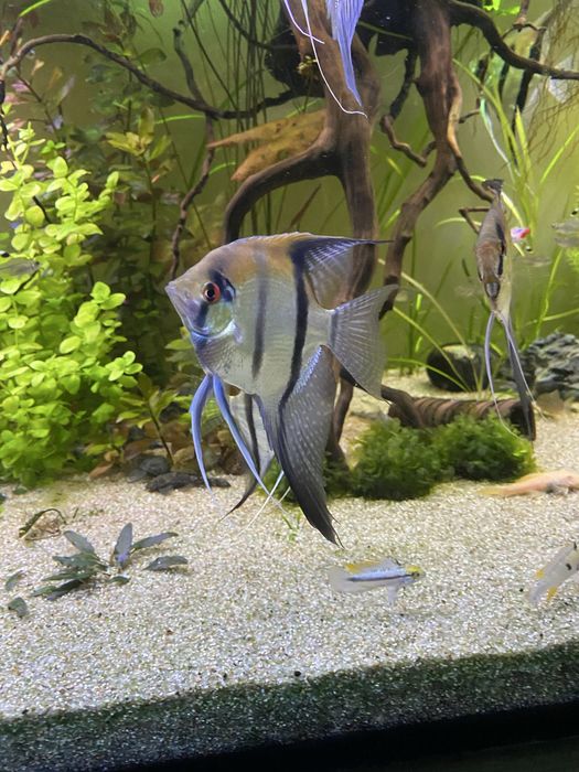 Vendo casal escalares