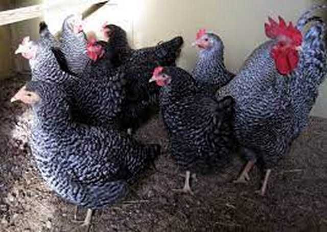 Яйце домінант Чехія оптом і в роздріб