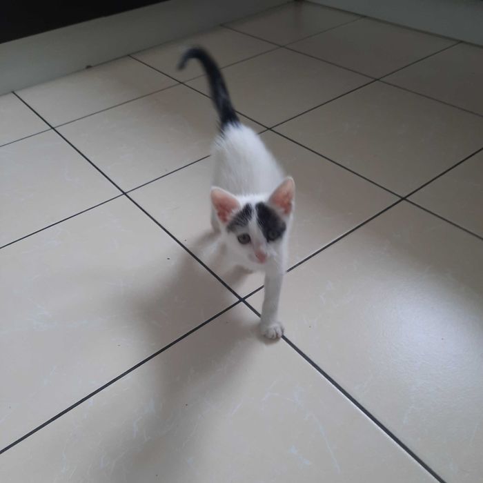 Білий котік в нову родину