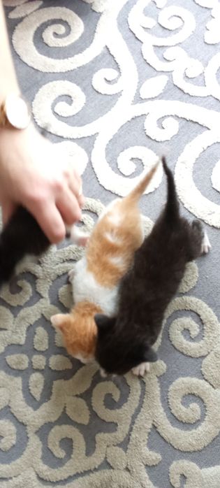 Gatos para adoção