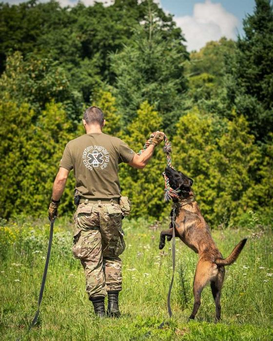 Nico-młody pies w typie owczarek belgijski malinois dla doświadczonych