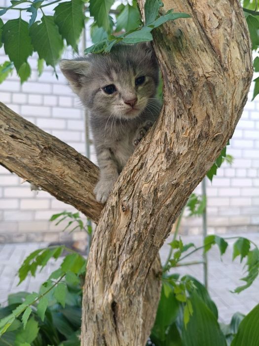 Шукаємо найкращу родину для маленьких кошенят