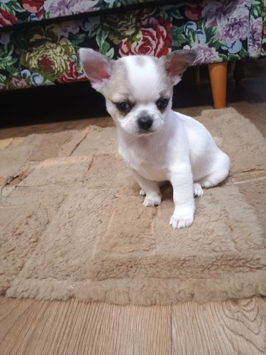 Chihuahua chłopczyk  że znaczeniami lilak