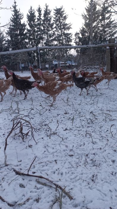 Sprzedam indyki samce