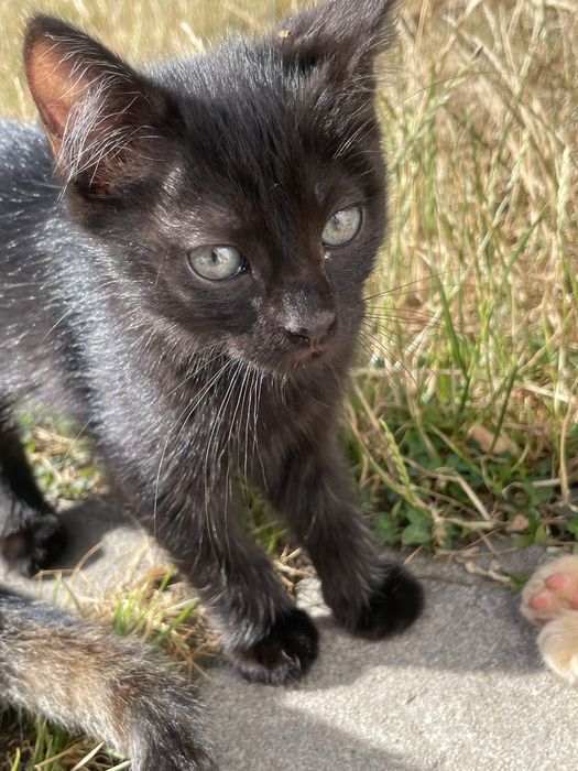 Kot i kotki do adopcji