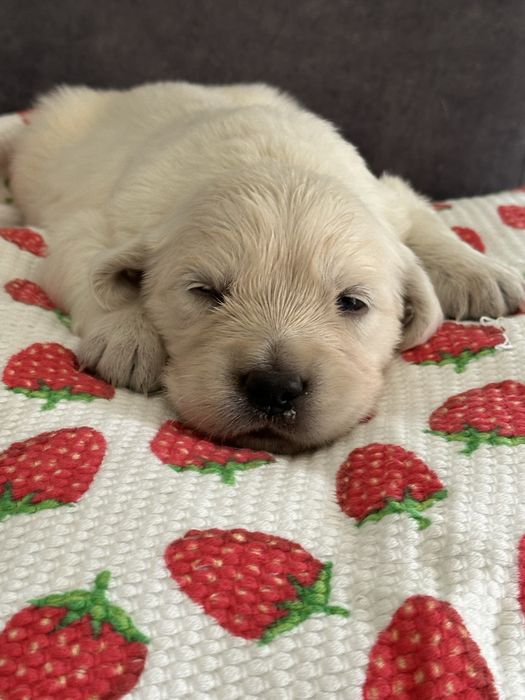 Golden retriever piesek z rodowodem FCI/ ZKwP