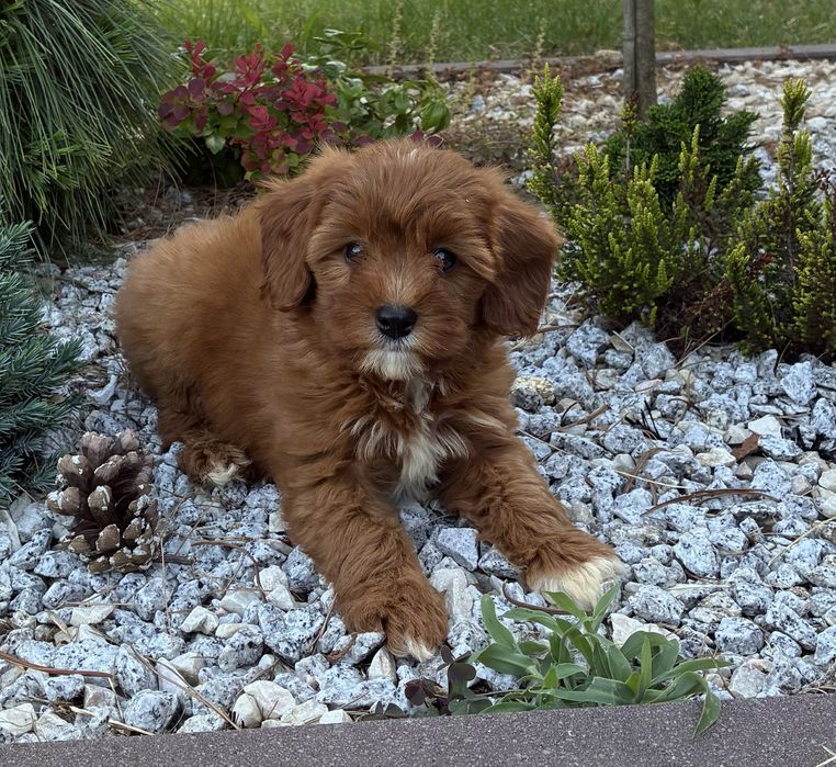 Cavapoo f1b Pudel Toy, Cavalier