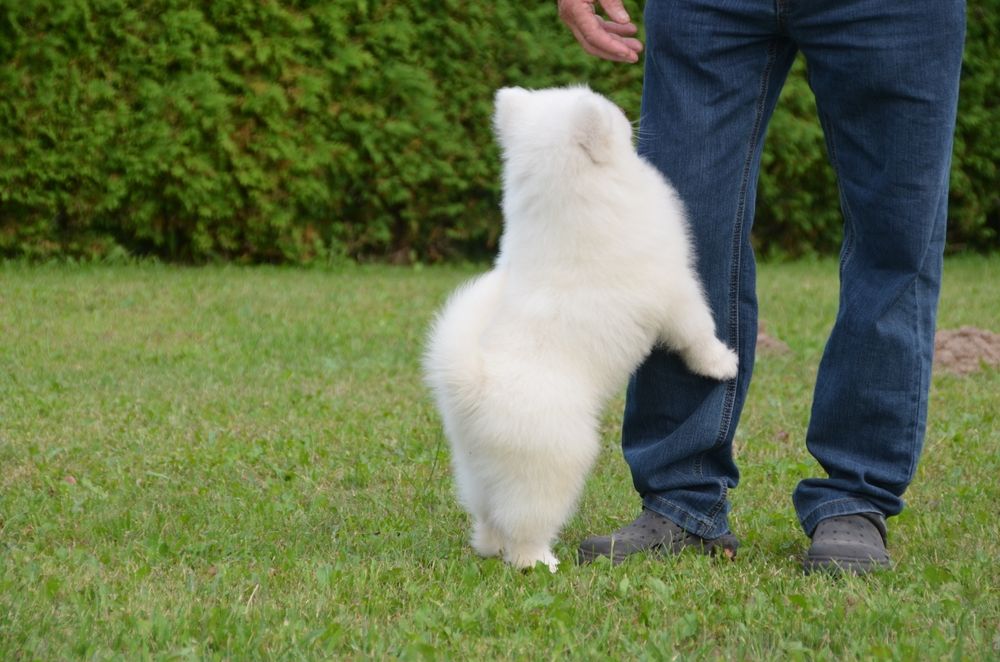 Samoyed ZKwP FCI