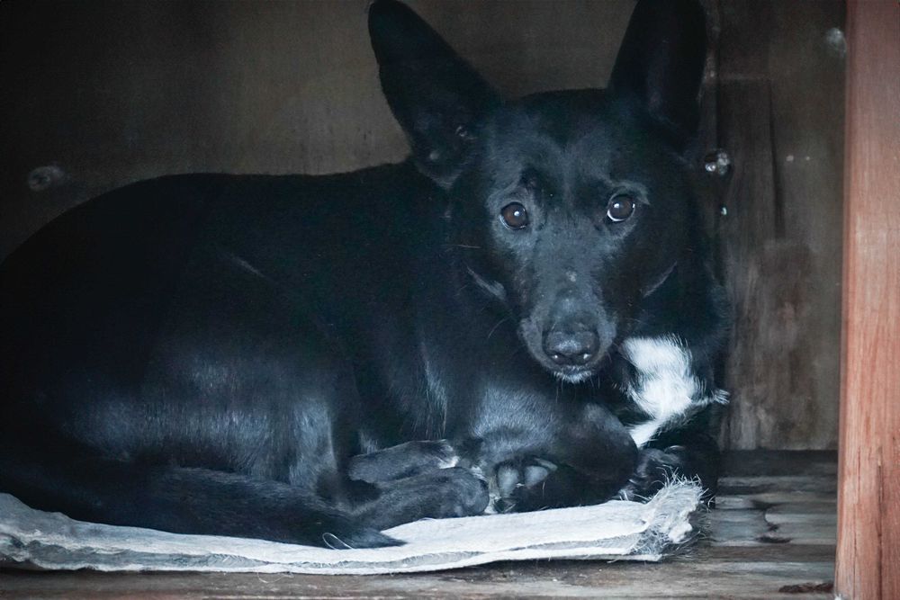 Tunis - niewielki pies