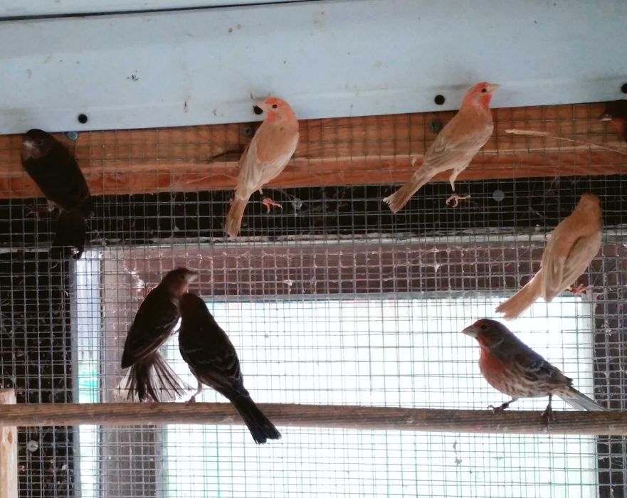 Gil meksykański, dziwonia