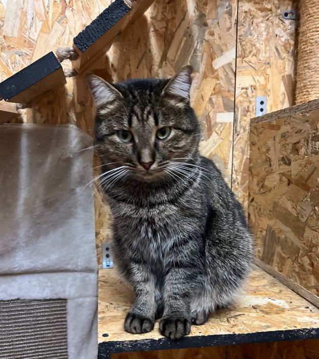 Табби, 2 года, кошка, полосатка