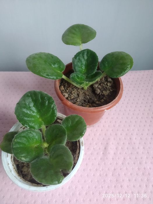 Фиалка детка 30 гр