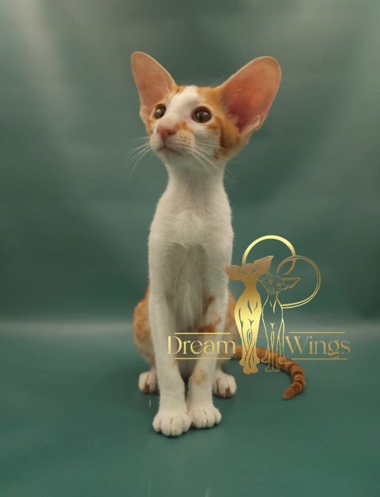 Ориентальный малыш