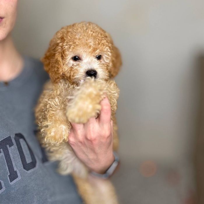 Мальтипу  элитный малыш