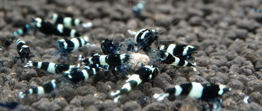 Krewetki Caridina Taiwan Bee Panda ZAMIANA GRATIS PROMOCJA