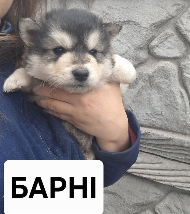 аляскінський маламут