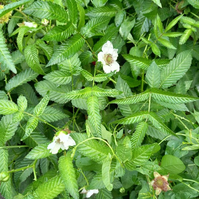 Malino-truskawka