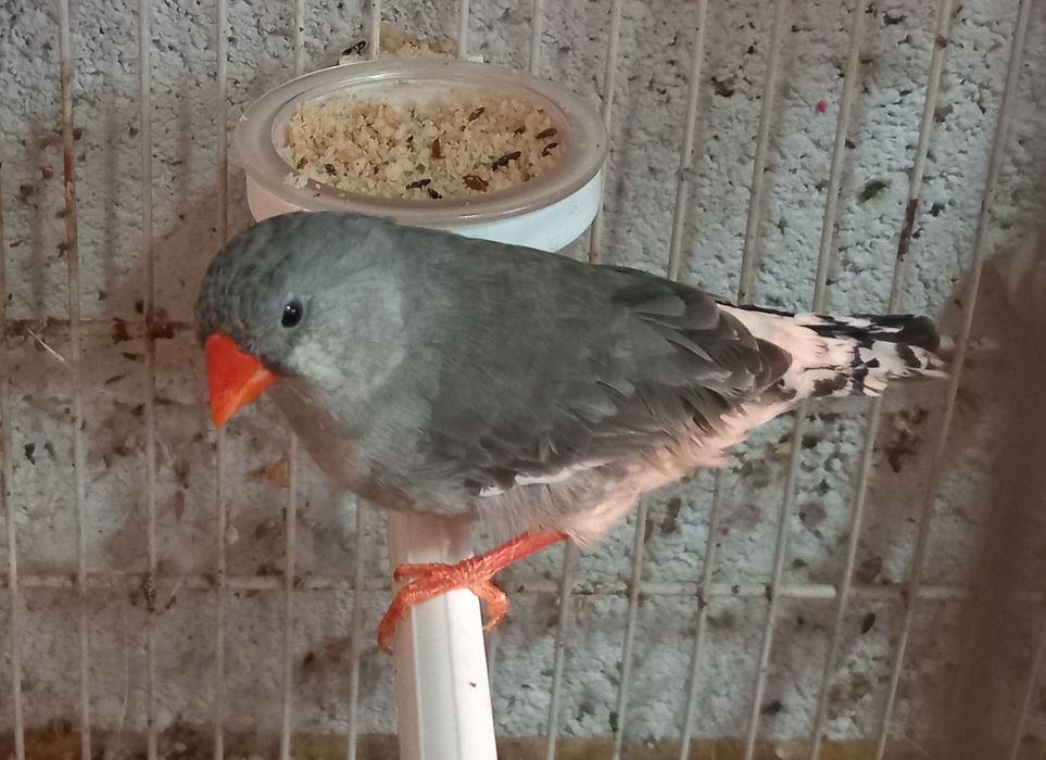 Vários mandarins de várias mutações.