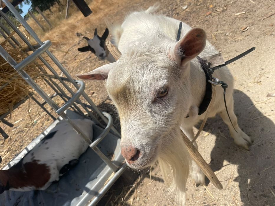 Cabras anã e bodi