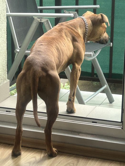 Sunia pitbull z rodowodem