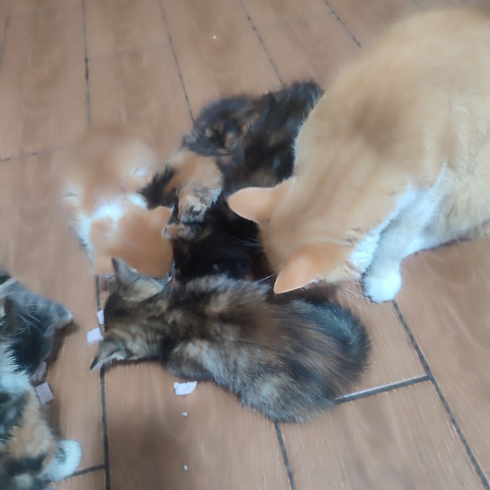 Котинята в добрі рукі