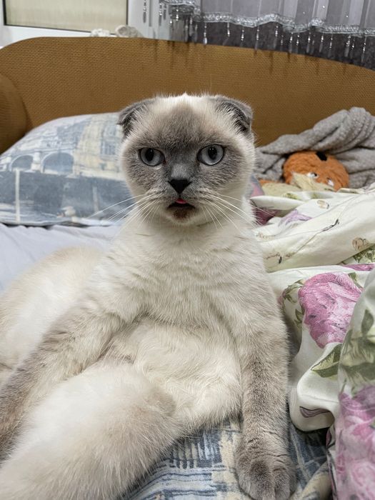 Кішка Британка Скоттиш фолд чекає на в’язку хлопця