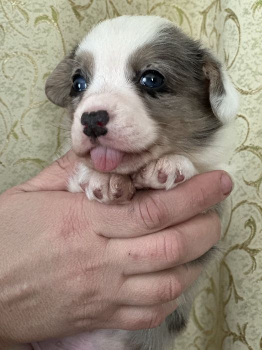 Этот малыш предназначен для Вас! КОРГИ