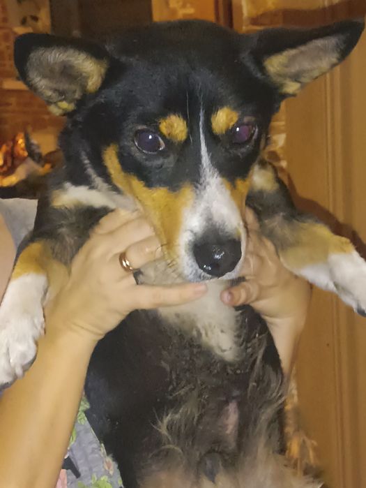 Шукаємо старого власника