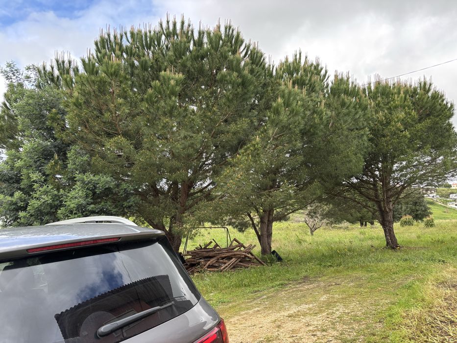 Vende-se Pinheiros adultos