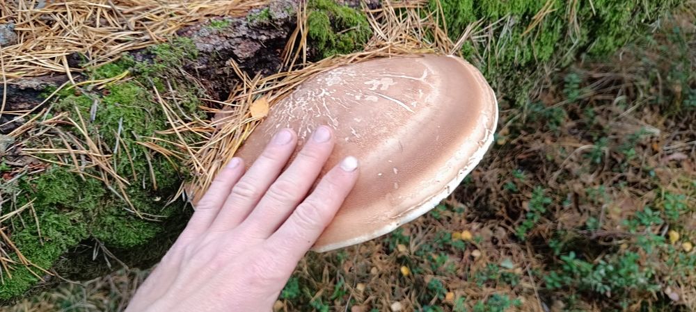 Bialoporek brzozowy Pniarek brzozowy huba 1 kg
