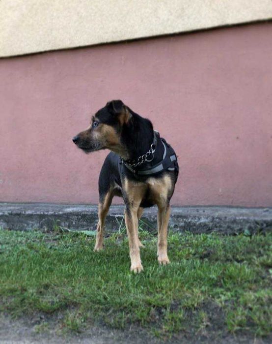 Puszek szuka domu.