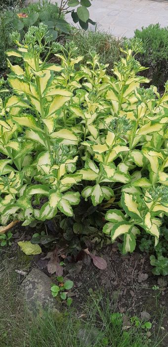 Седум варієгатний