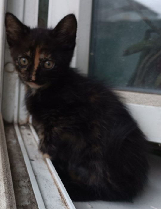 Отдам даром котенка