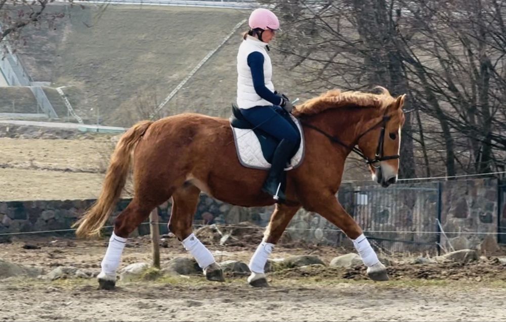 Cudowna klacz do rekreacji