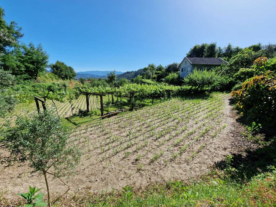 Quintinha com Árvores de fruto e Água