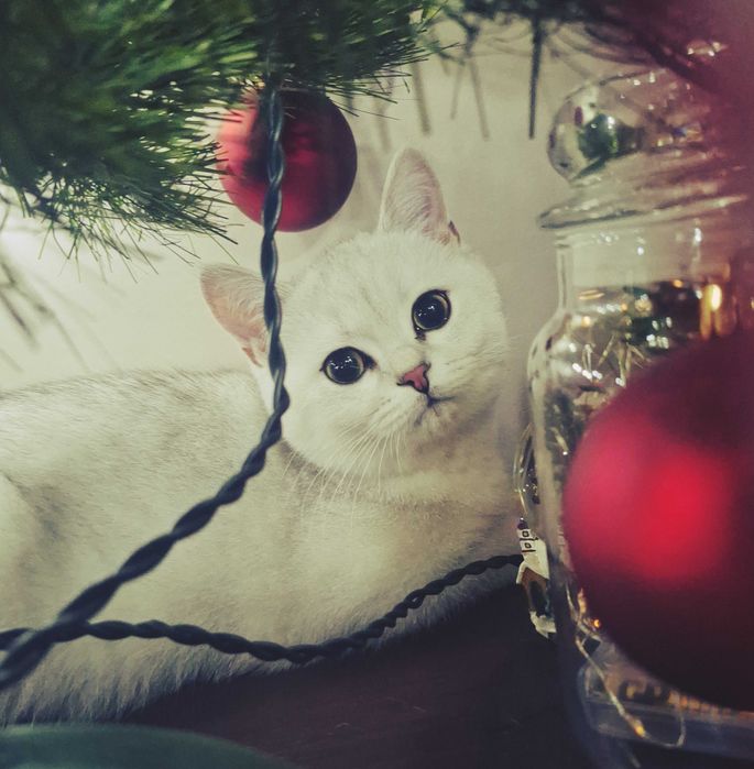 Kot rasowy brytyjski