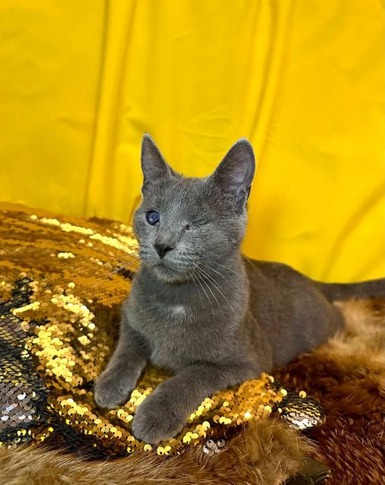 Пепельный котенок