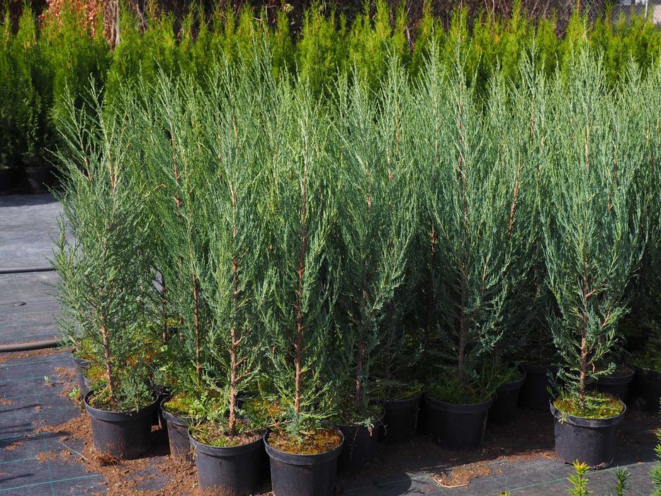 Tuje,tuja szmaragd PREMIUM  150-180cm