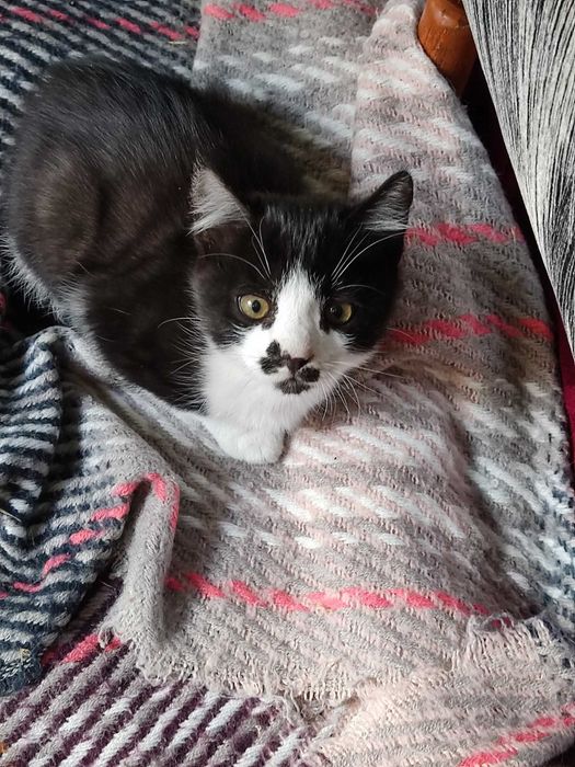 Котенок в добрые руки
