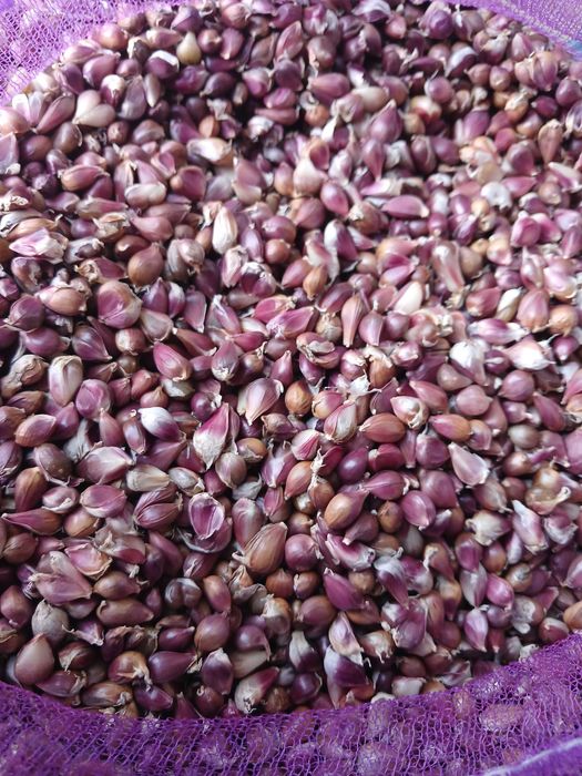продам насіння часника воздушка любаша