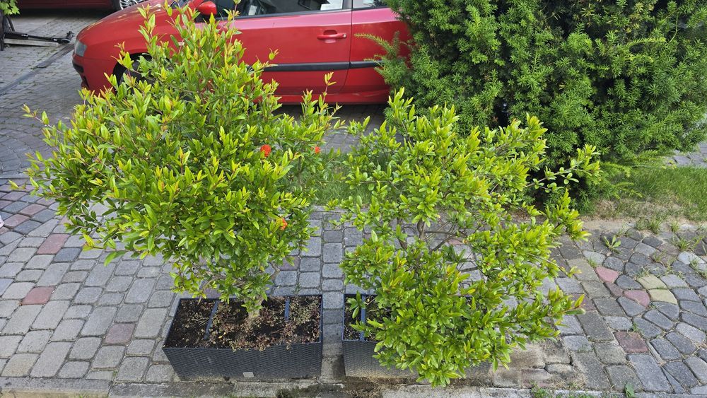 Granat - dwa drzewka