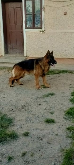 В'язка кобель 4 роки