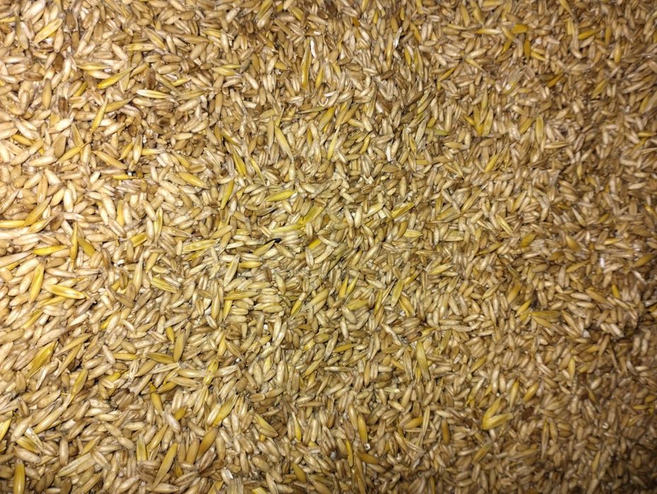 Корм.Овес голозерний посівний.