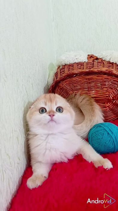 Надзвичайно гарненька дівчинка золота шиншила