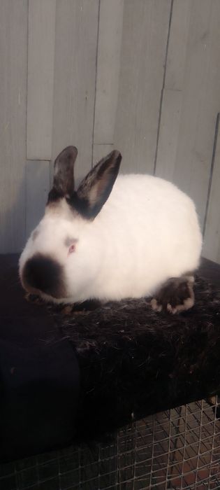 Кролики каліфорнійці