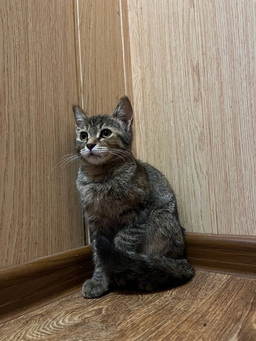 Кошенята хлопчики і дівчата