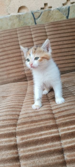 Кошеня . Хлопчик та дівчинка