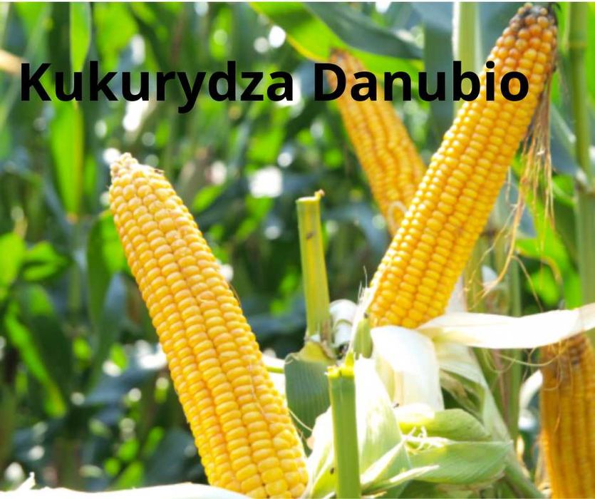 Kukurydza Danubio- ziarno, kiszonka