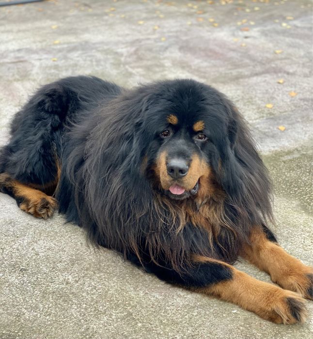 Тибетський мастиф, вязка